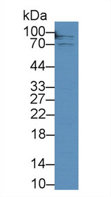 Western Blot; Sample: Human Hela cell lysate; Primary Ab: 2µg/mL Rabbit Anti-Porcine TFR Antibody Second Ab: 0.2µg/mL HRP-Linked Caprine Anti-Rabbit IgG Polyclonal Antibody