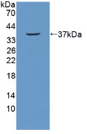 Western Blot; Sample: Recombinant NUP214, Mouse.