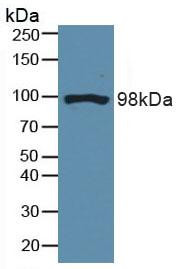 Western Blot; Sample: Mouse Brain Tissue.