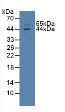 Western Blot; Sample: Mouse Intestine Tissue.
