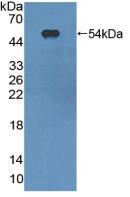 Western Blot; Sample: Recombinant ITGaX, Mouse.