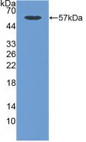 Western Blot; Sample: Recombinant CDHOB, Human.