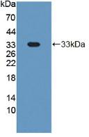 Western Blot; Sample: Recombinant GP1Ba, Mouse.