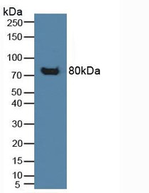 Western Blot; Sample: Human Lymphocytes Cells.