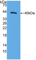 Western Blot; Sample: Recombinant MRP1, Human.