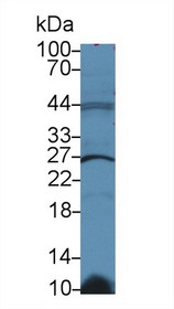Western Blot; Sample: Human Raji cell lysate; Primary Ab: 2µg/ml Rabbit Anti-Rat GSTk1 Antibody Second Ab: 0.2µg/mL HRP-Linked Caprine Anti-Rabbit IgG Polyclonal Antibody