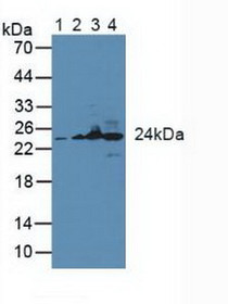 Western Blot; Sample: Lane1: Human Hela Cells; Lane2: Human Raji Cells; Lane3: Mouse Liver Tissue; Lane4: Mouse Heart Tissue.