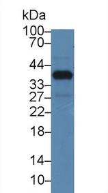 Western Blot; Sample: Mouse Mastadenoma; Primary Ab: 3µg/ml Rabbit Anti-Mouse NUP37 Antibody Second Ab: 0.2µg/mL HRP-Linked Caprine Anti-Rabbit IgG Polyclonal Antibody