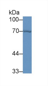 Western Blot; Sample: Mouse Liver lysate; Primary Ab: 2µg/ml Rabbit Anti-Mouse HSPA1A Antibody Second Ab: 0.2µg/mL HRP-Linked Caprine Anti-Rabbit IgG Polyclonal Antibody