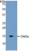 Western Blot; Sample: Recombinant PLA2G2D, Mouse.