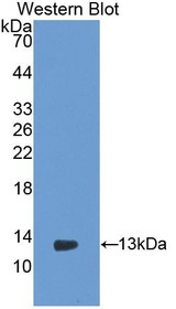 Western Blot; Sample: Recombinant protein.