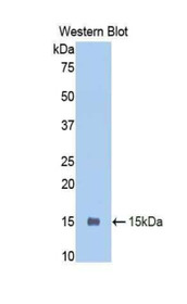Western Blot; Sample: Recombinant protein.