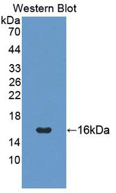 Western Blot; Sample: Recombinant protein.