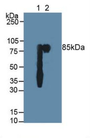 Western Blot; Sample: Lane1: Human Saliva; Lane2: Human Milk.