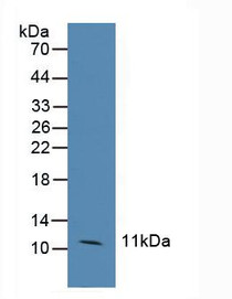 Western Blot; Sample: Human Hela Cells.