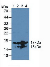 Western Blot; Sample: Lane1: Human Jurkat Cells; Lane2: Human K562 Cells; Lane3: Human HL-60 Cells; Lane4: Human Hela Cells.