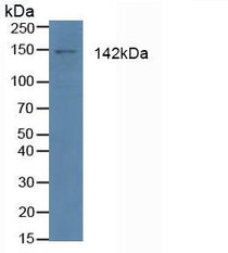 Western Blot; Sample: Human 293T Cells.