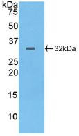 Western Blot; Sample: Recombinant PTPRB, Human.