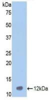 Western Blot; Sample: Recombinant protein.
