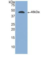 Western Blot; Sample: Recombinant PTPRC, Human.