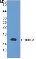 Western Blot; Sample: Recombinant UBE1L, Human.