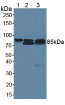 Western Blot; Sample: Lane1: Human Lung Tissue; Lane2: Mouse Liver Tissue; Lane3: Mouse Lung Tissue.