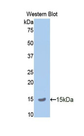 Western Blot; Sample: Recombinant protein.