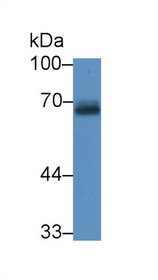 Western Blot; Sample: Mouse Cerebrum lysate; Primary Ab: 2µg/mL Rabbit Anti-Mouse APP Antibody Second Ab: 0.2µg/mL HRP-Linked Caprine Anti-Rabbit IgG Polyclonal Antibody