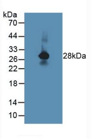 Western Blot; Sample: Rat Spinal Cord Tissue.