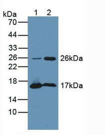 Western Blot; Sample: Lane1: Mouse Heart Tissue; Lane2: Mouse Brain Tissue.