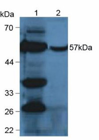 Western Blot; Sample: Lane1: Mouse Liver Tissue; Lane2: Mouse Liver Tissue.