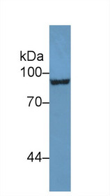 Western Blot; Sample: Human U87MG cell lysate; Primary Ab: 1µg/ml Rabbit Anti-Mouse ENG Antibody Second Ab: 0.2µg/mL HRP-Linked Caprine Anti-Rabbit IgG Polyclonal Antibody