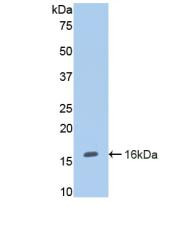 Western Blot; Sample: Recombinant ENG, Human.