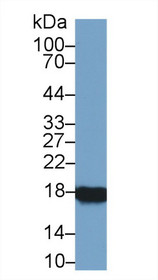 Western Blot; Sample: Rat Ovary lysate; Primary Ab: 1µg/ml Rabbit Anti-Rat CYPA Antibody Second Ab: 0.2µg/mL HRP-Linked Caprine Anti-Rabbit IgG Polyclonal Antibody
