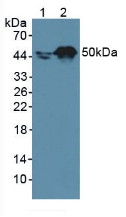 Western Blot; Sample: Lane1: Human A431 Cells; Lane2: Human HepG2 Cells.