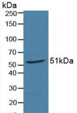 Western Blot; Sample: Porcine Liver Tissue.