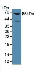 Western Blot; Sample: Mouse Liver Tissue.