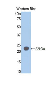 Western Blot; Sample: Recombinant protein.