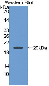 Western Blot; Sample: Recombinant protein.