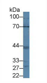 Western Blot; Sample: Mouse Liver lysate; Primary Ab: 1µg/ml Rabbit Anti-Mouse ABCG2 Antibody Second Ab: 0.2µg/mL HRP-Linked Caprine Anti-Rabbit IgG Polyclonal Antibody