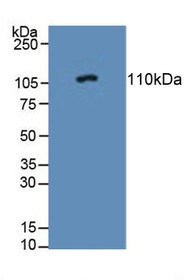 Western Blot; Sample: Rat Adrenal Gland Tissue.