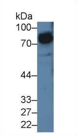 Western Blot; Sample: Rat Cerebrum lysate; Primary Ab: 5µg/ml Rabbit Anti-Rat SIRPa Antibody Second Ab: 0.2µg/mL HRP-Linked Caprine Anti-Rabbit IgG Polyclonal Antibody