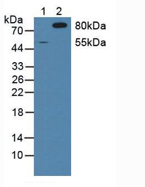 Western Blot; Sample: Lane1: Human 293T Cells; Lane2: Porcine Brain Tissue.