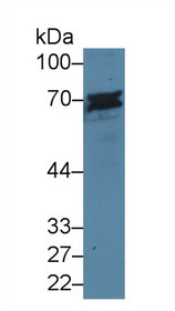 Western Blot; Sample: Human Jurkat cell lysate; Primary Ab: 5µg/ml Rabbit Anti-Mouse CD6 Antibody Second Ab: 0.2µg/mL HRP-Linked Caprine Anti-Rabbit IgG Polyclonal Antibody