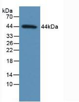 Western Blot; Sample: Human MCF7 Cells.