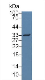Western Blot; Sample: Human Hela cell lysate; Primary Ab: 3µg/ml Rabbit Anti-Simian OPN Antibody Second Ab: 0.2µg/mL HRP-Linked Caprine Anti-Rabbit IgG Polyclonal Antibody