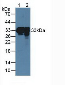 Western Blot; Lane1: Mouse Lung Tissue; Lane2: Rat Lung Tissue.