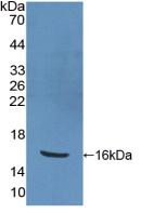 Western Blot; Sample: Recombinant PPARg, Human.