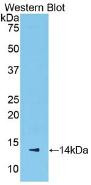 Western Blot; Sample: Recombinant protein.