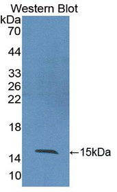 Western Blot; Sample: Recombinant protein.